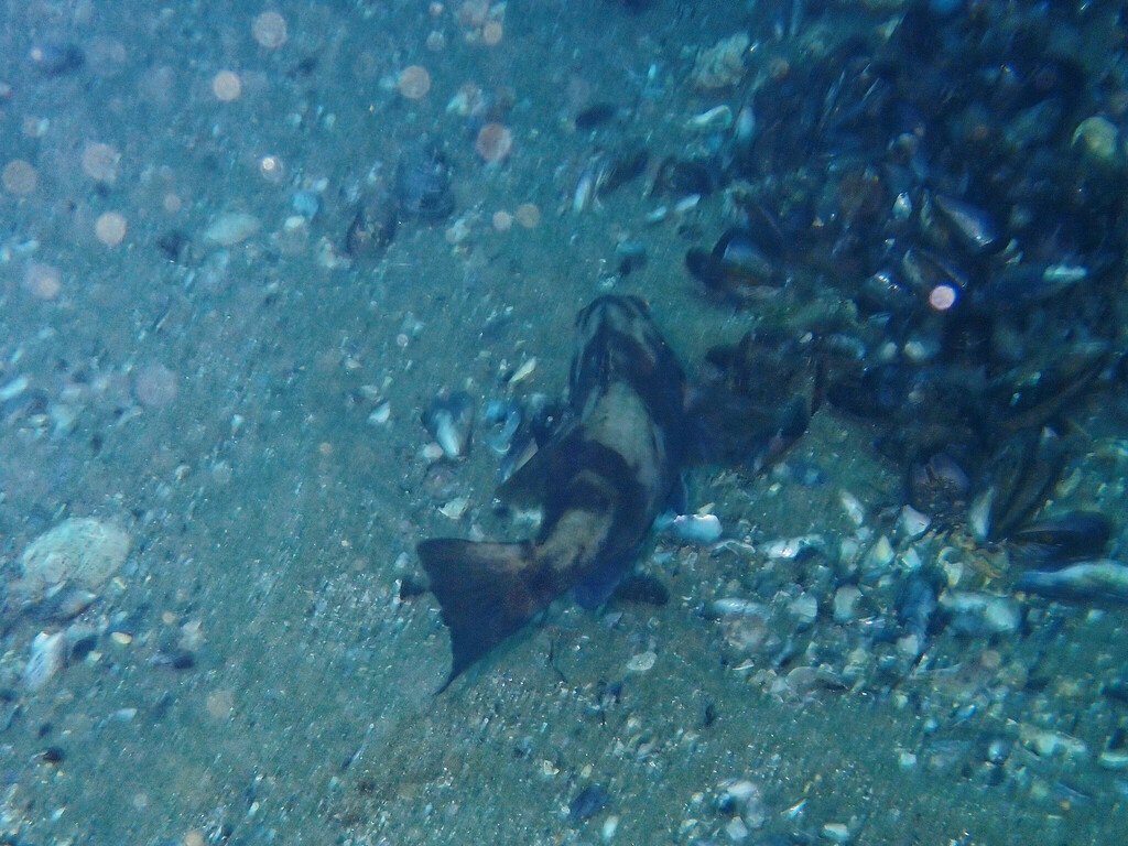 Paralabrax nebulifer (Barred Sand Bass), California species