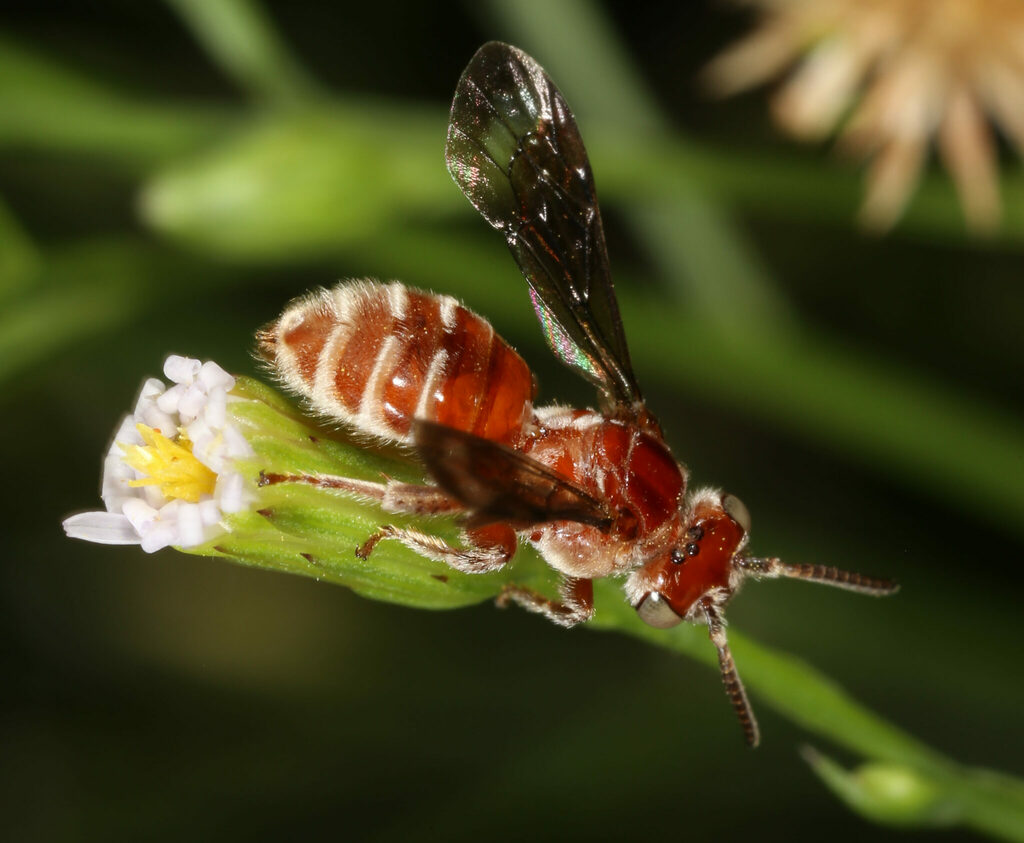 Paranomada californica (California Cuckoo Bee), California species