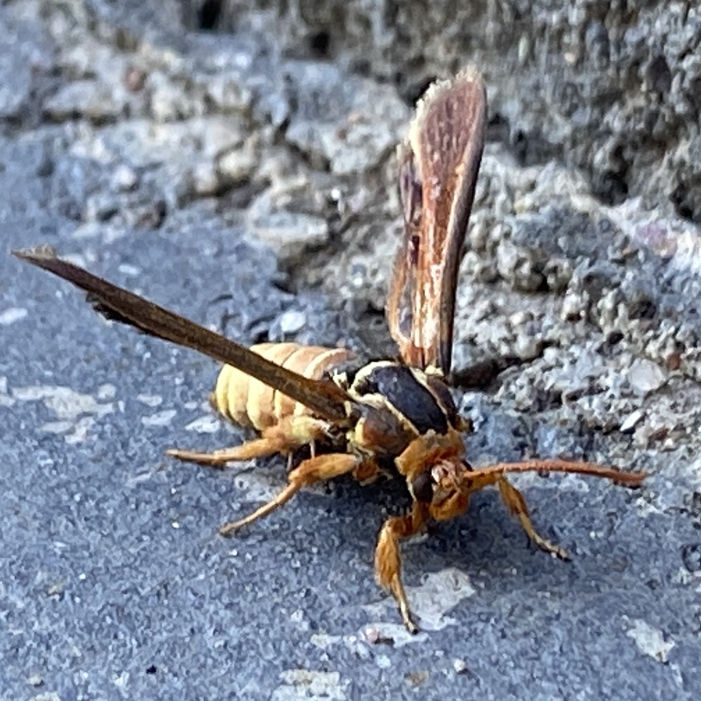 Paranthrene robiniae (Western Poplar Clearwing Moth), California species