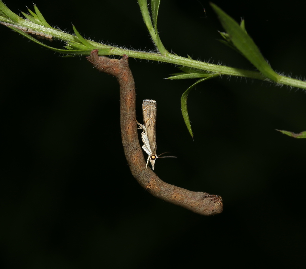 Parapediasia teterrella (Bluegrass Webworm Moth), California species