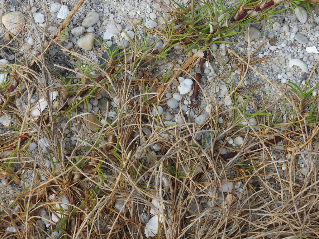 Parapholis incurva (Curved sicklegrass), non-native California grass