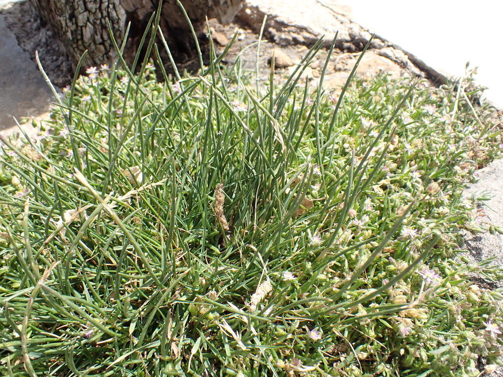 Parapholis strigosa (Hairy sickle grass), non-native California grass
