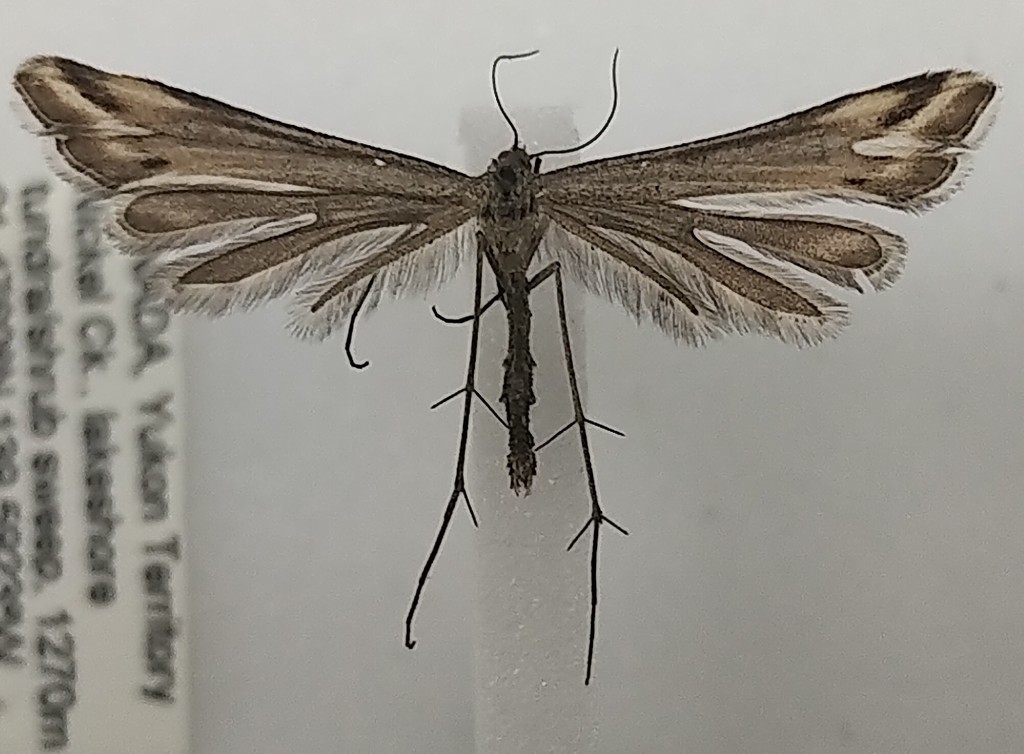 Paraplatyptilia fragilis (Fragile Platyptilia), California species