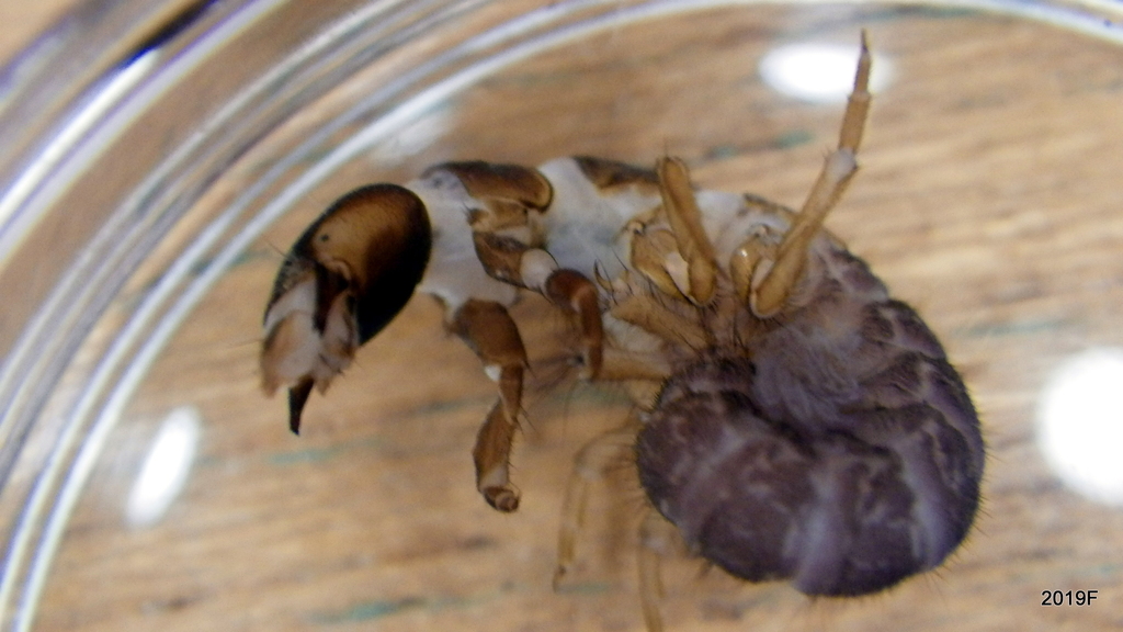Parapsyche extensa (King's Creek Parapsyche Caddisfly), California species
