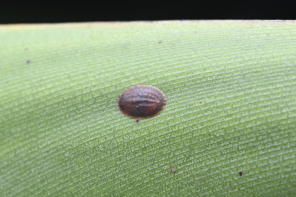 Parasaissetia nigra (Black Scale), California species