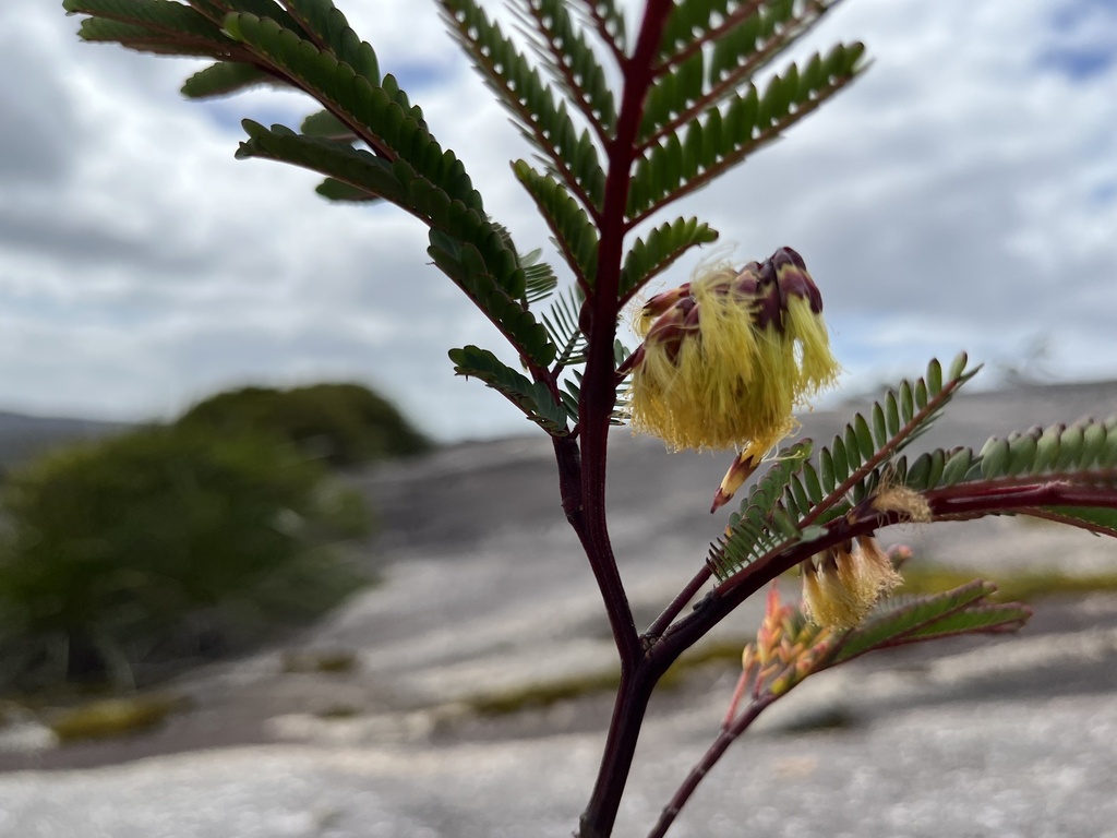 Paraserianthes lophantha (Plume albizia), non-native California shrub / tree