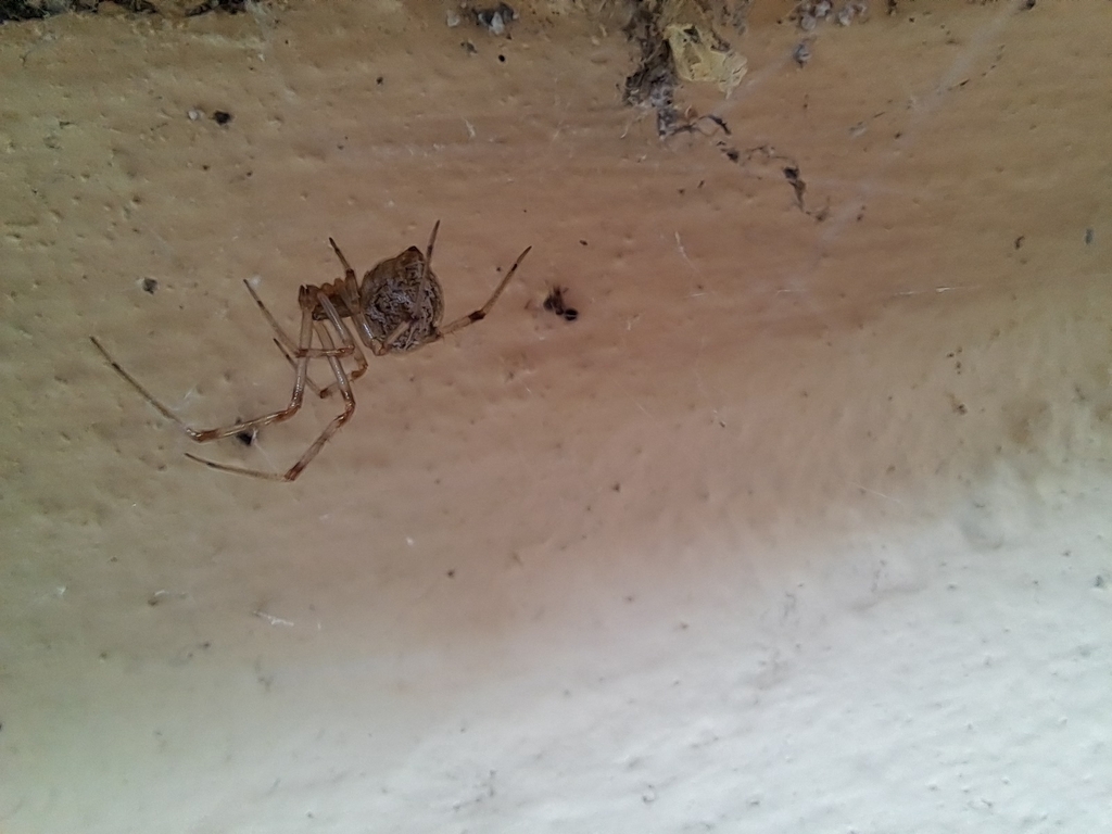 Parasteatoda tepidariorum (Common House Spider), California species