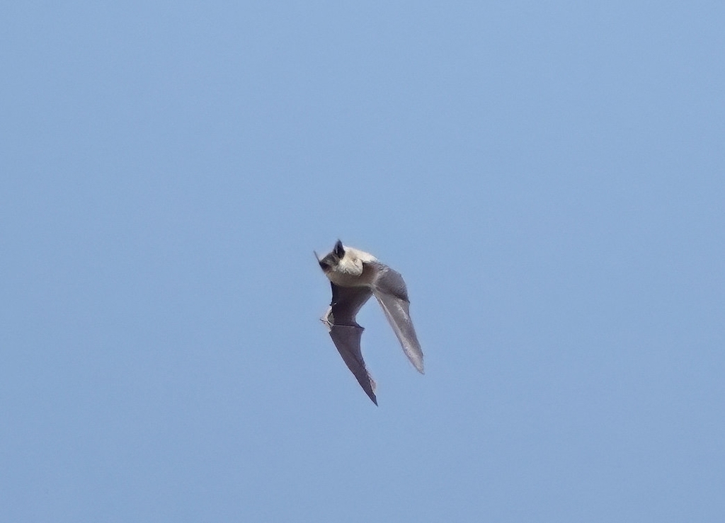 Parastrellus hesperus (Canyon Bat), California species