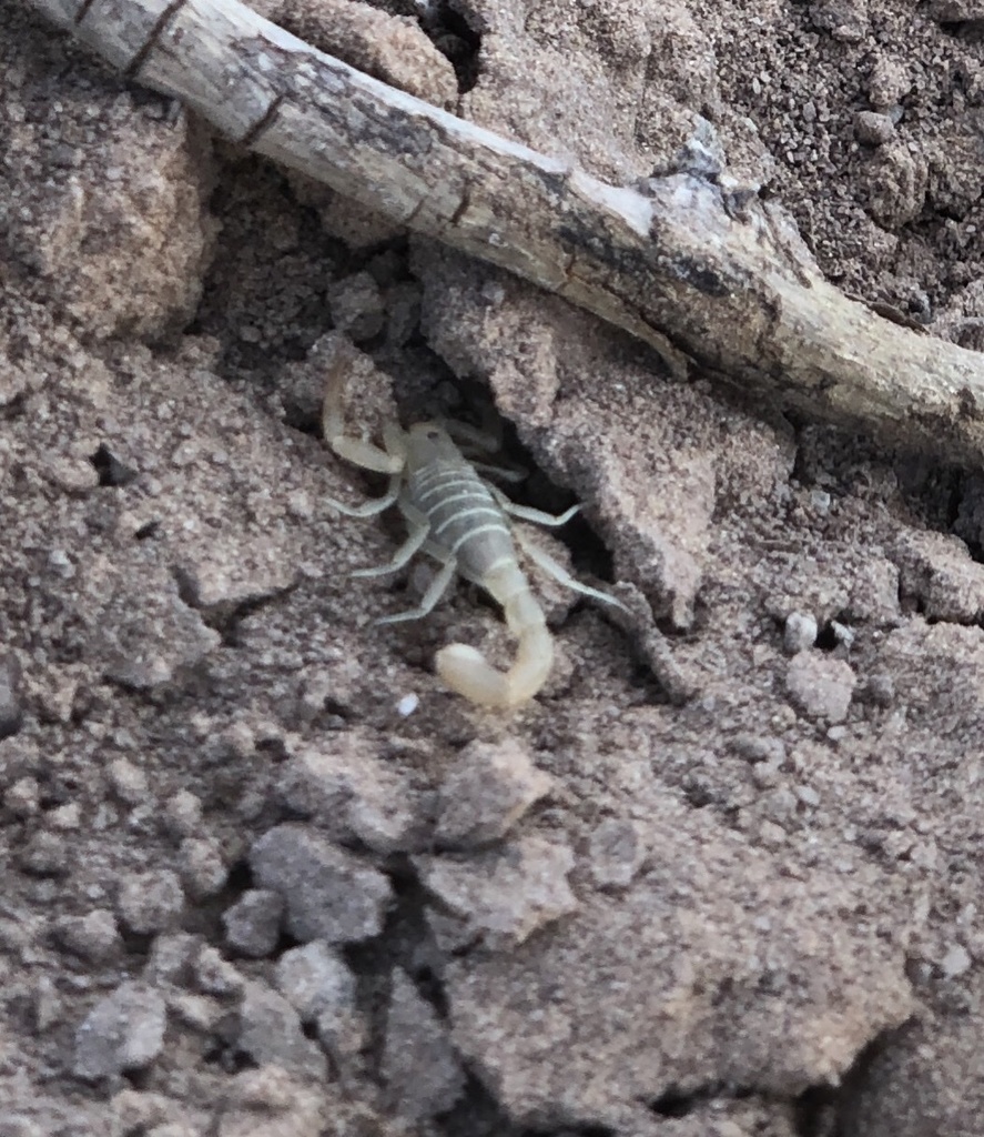Paravaejovis confusus (Yellow Devil Scorpion), California species
