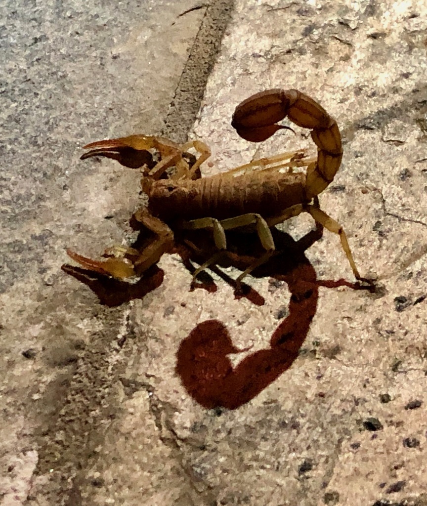 Paravaejovis puritanus, California species
