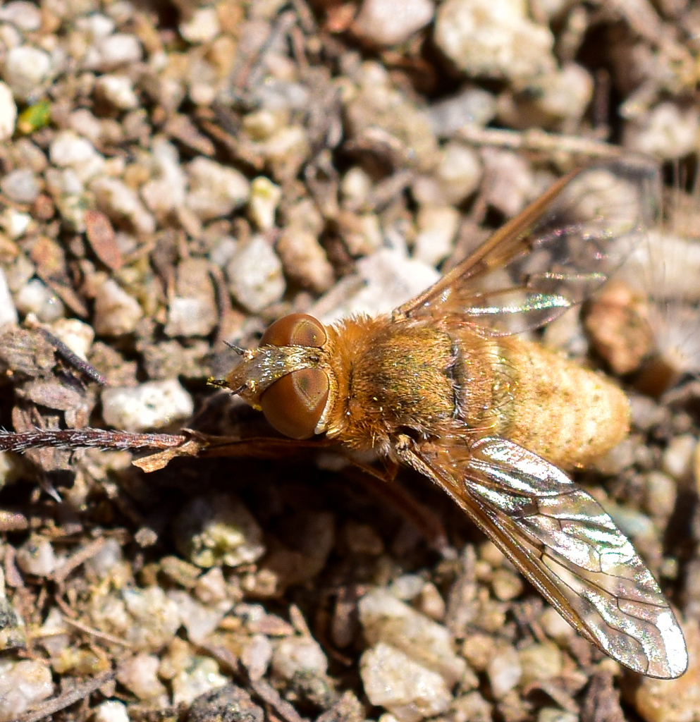 Paravilla splendida, California species