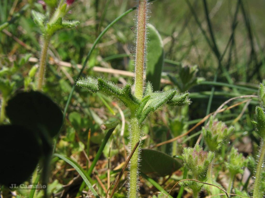Parentucellia latifolia (Broadleaf glandweed), non-native California herb