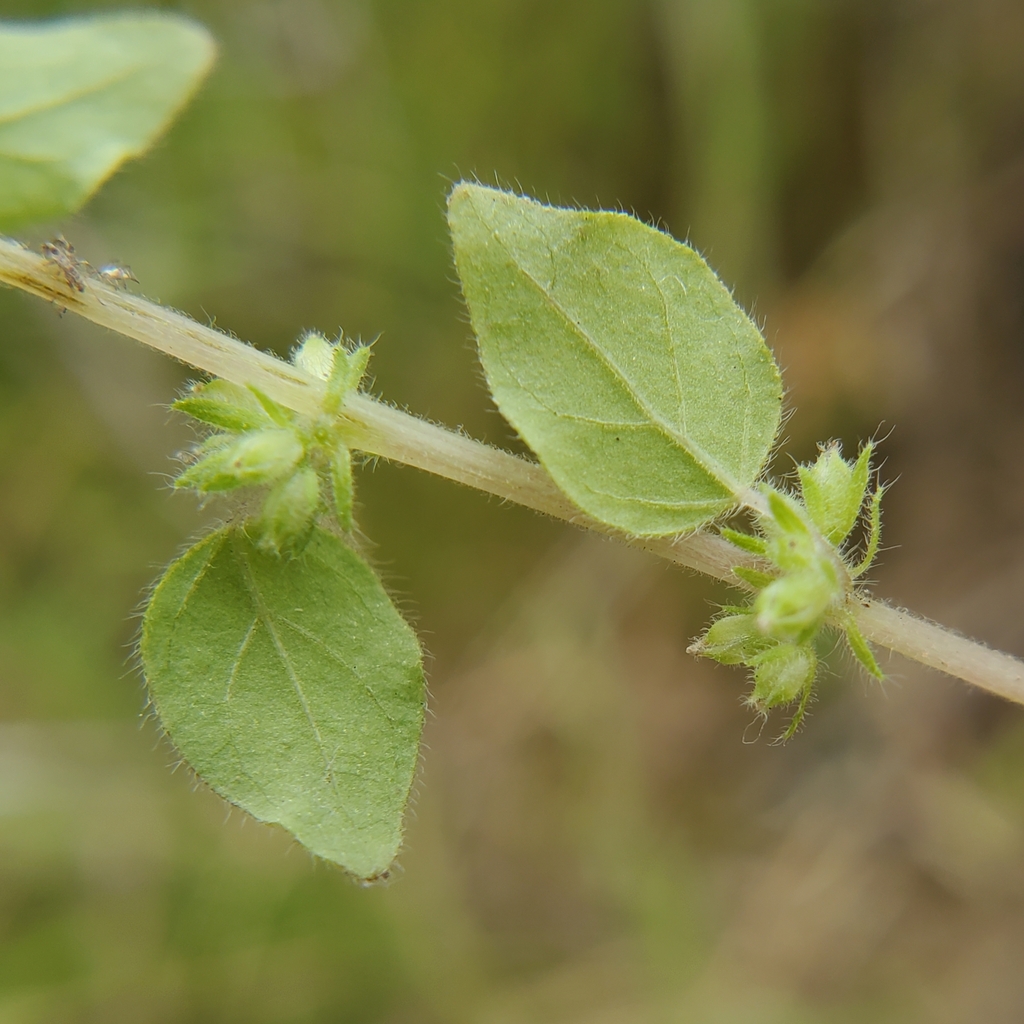 Parietaria hespera var. californica (California pellitory), native California herb