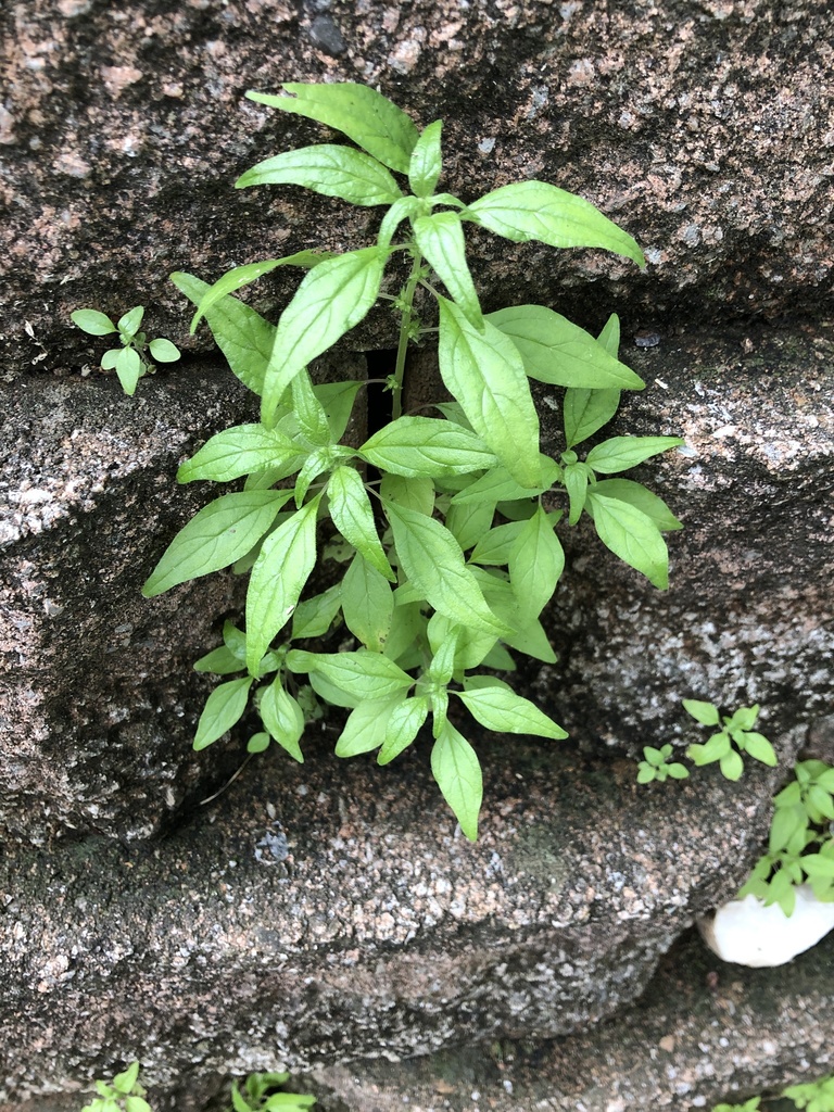 Parietaria pensylvanica (Pennsylvania pellitory), native California herb