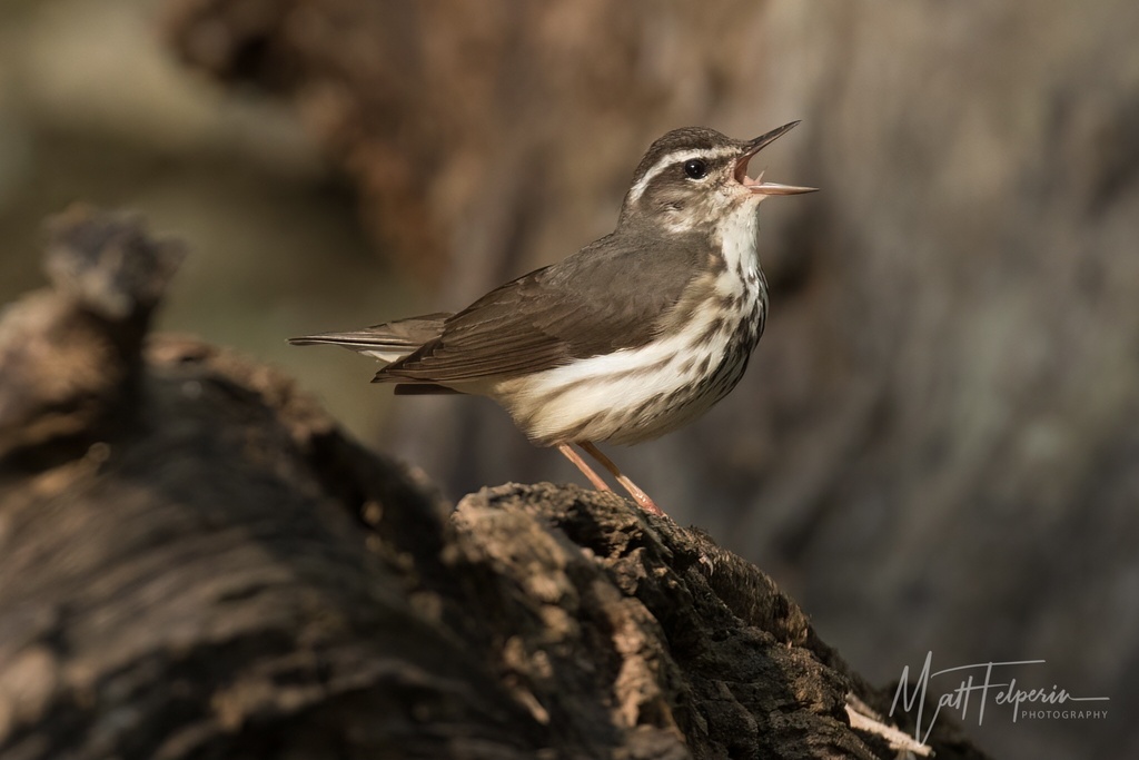 Parkesia motacilla (Louisiana Waterthrush), California species