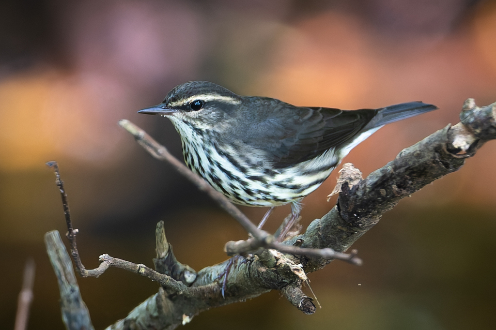 Parkesia noveboracensis (Northern Waterthrush), California species