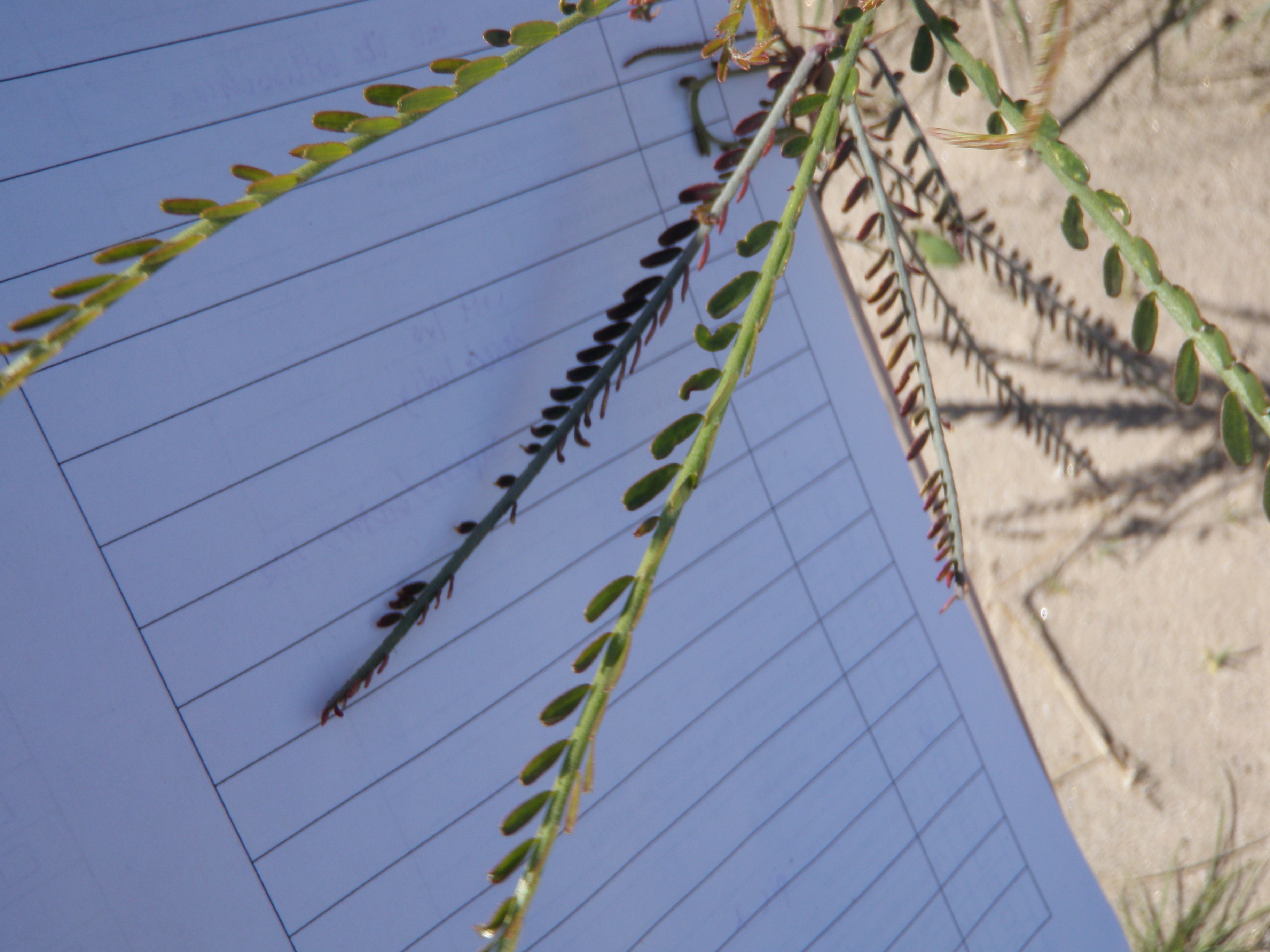 Parkinsonia aculeata (Mexican palo verde), non-native California shrub / tree