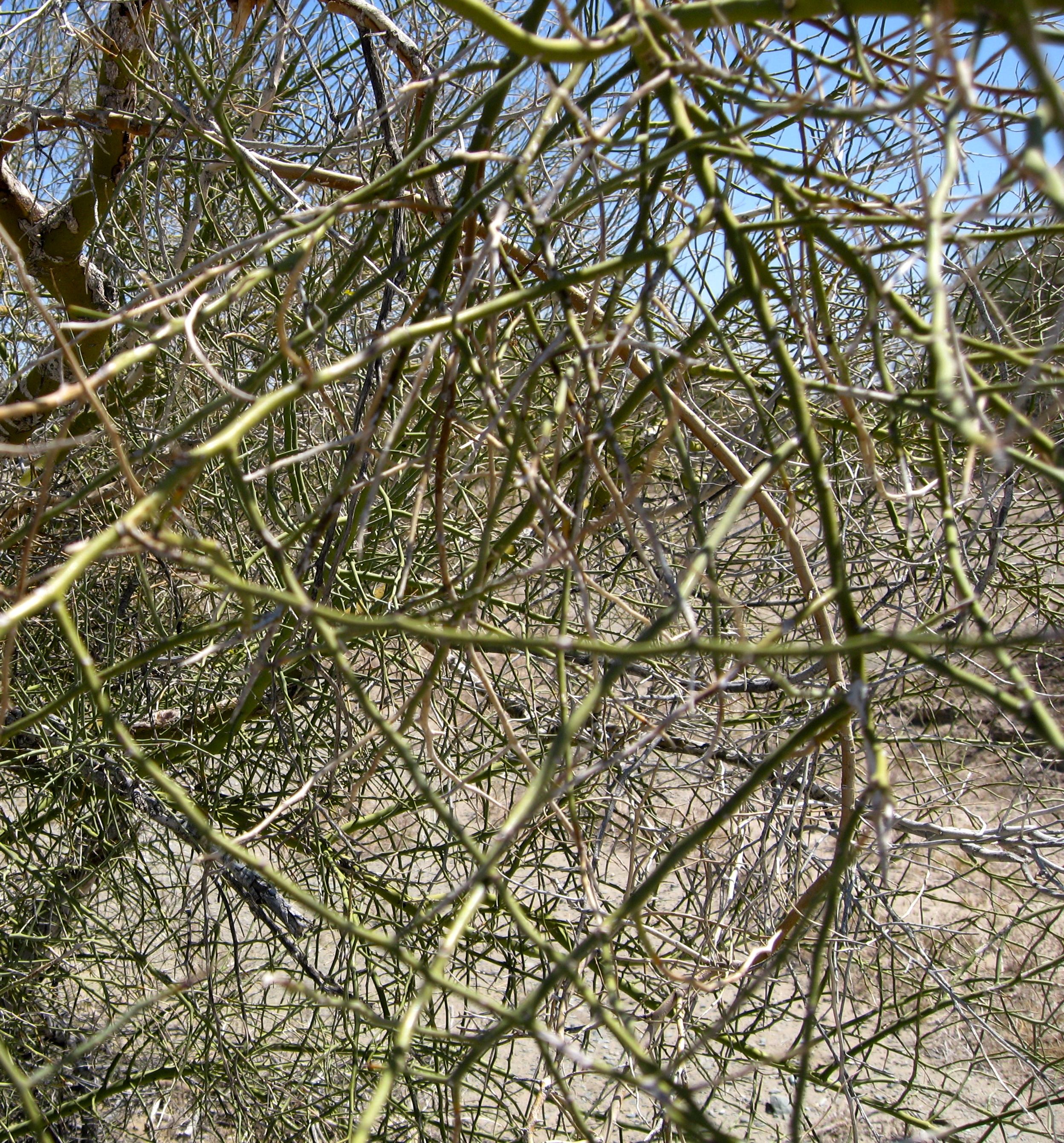 Parkinsonia florida (Blue palo verde), native California shrub / tree