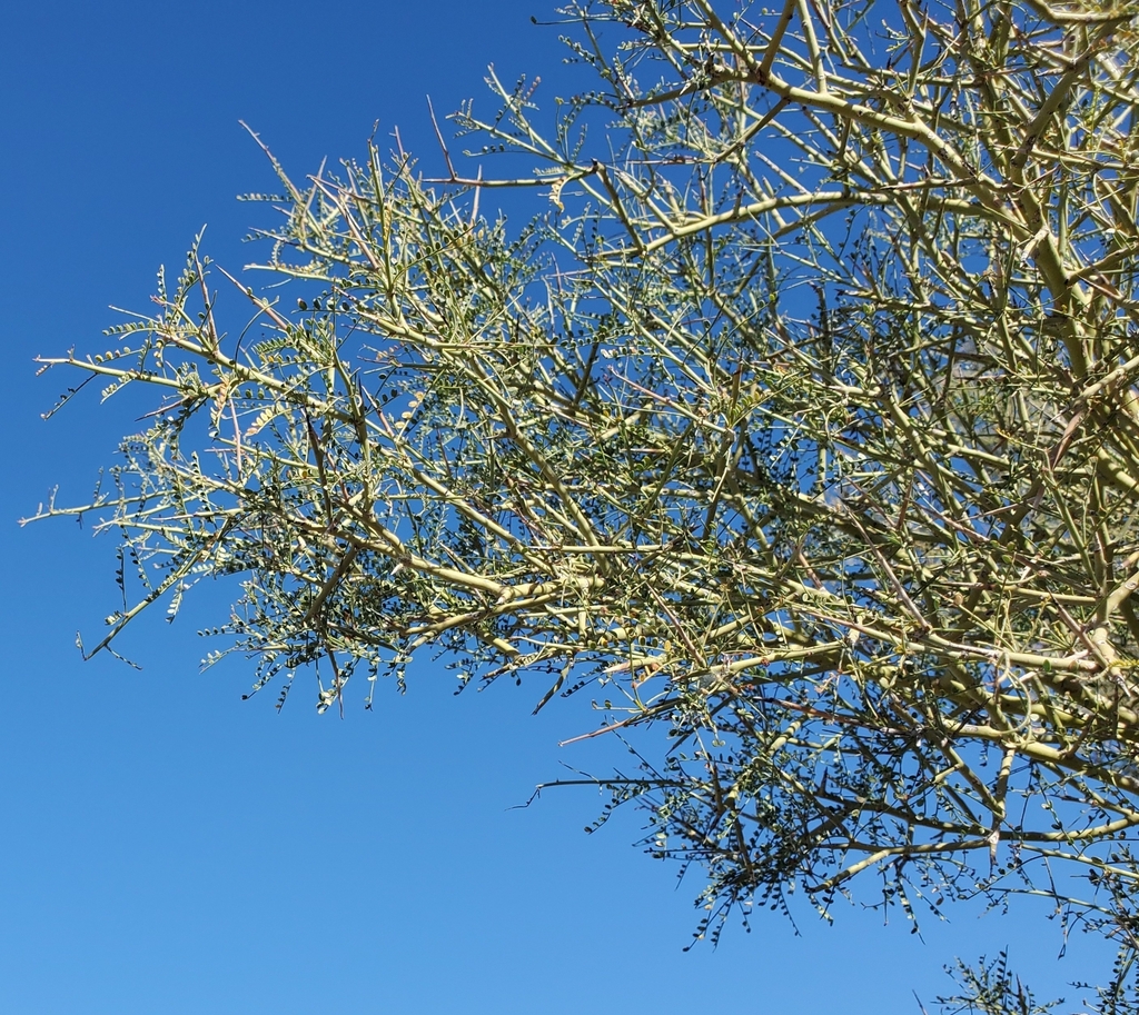 Parkinsonia microphylla (Little-leaved palo verde), native California shrub / tree