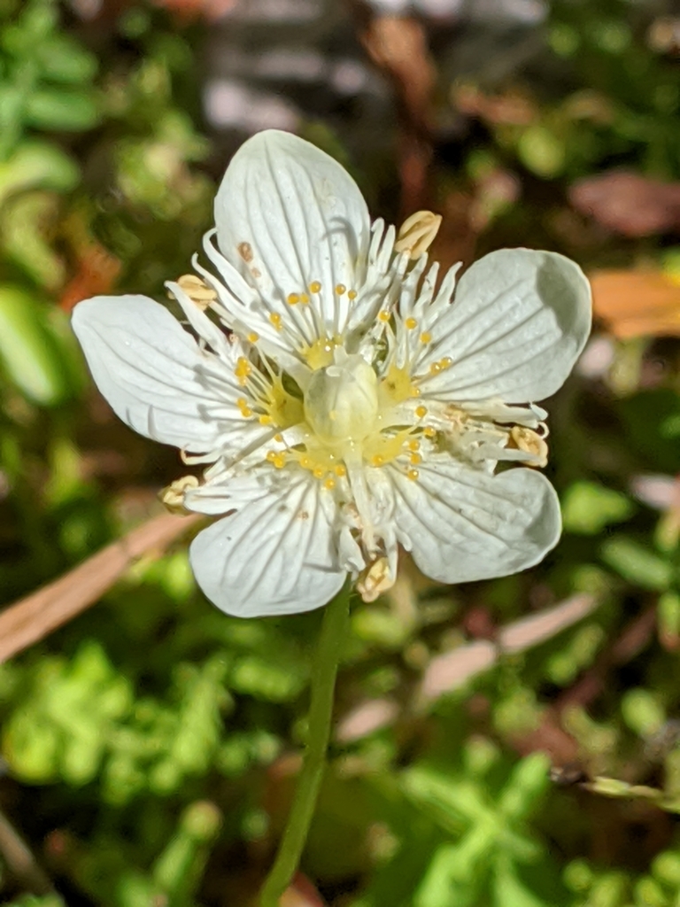Parnassia cirrata (San Bernardino Grass-Of-Parnassus), native California herb