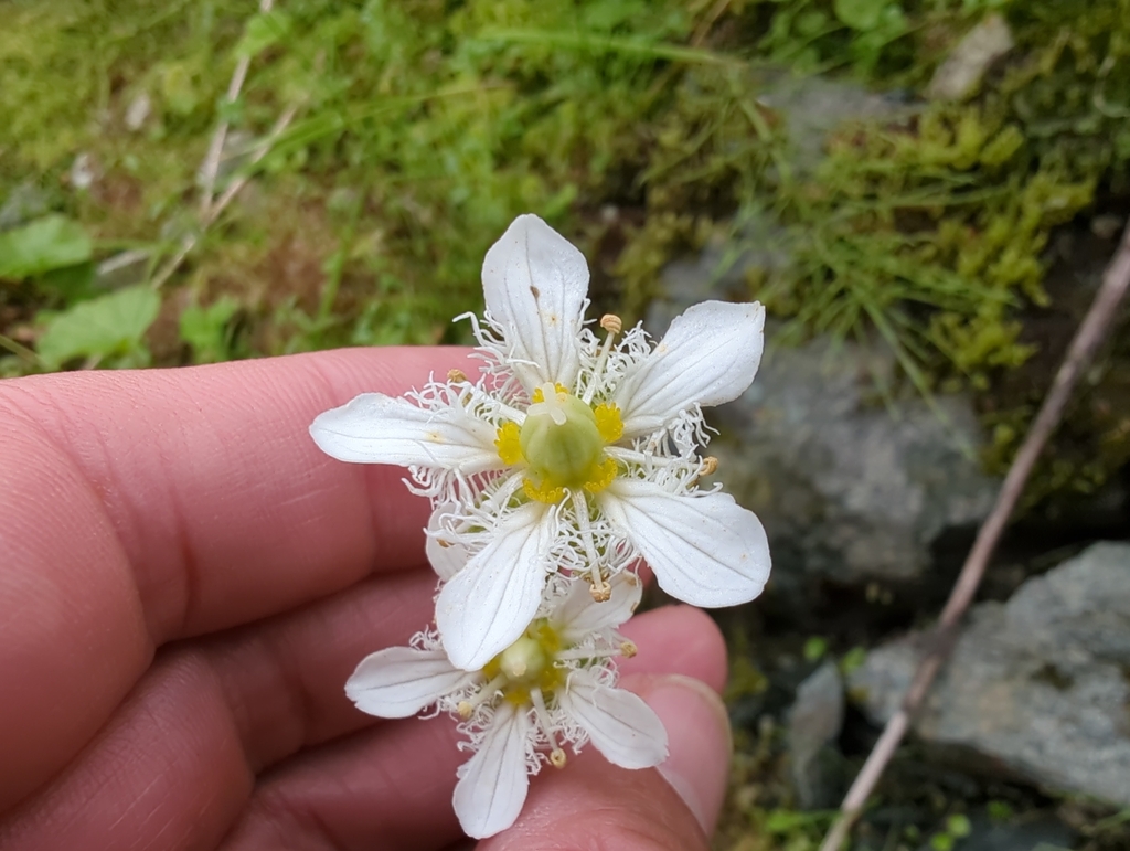 Parnassia fimbriata (Fringed grass of parnassus), native California herb