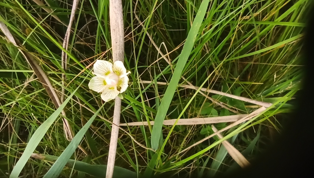 Parnassia palustris (Marsh grass of parnassus), native California herb