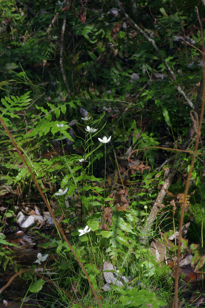 Parnassia sp. (Grass-of-parnassus), native California perennial
