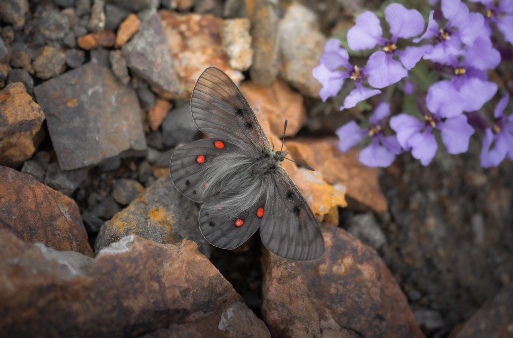 Parnassius behrii (Sierra Nevada Parnassian), California species