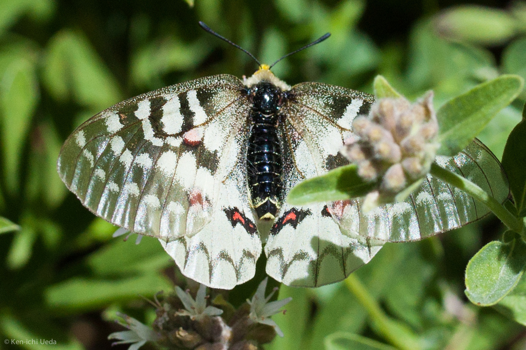 Parnassius clodius (Clodius Parnassian), California species