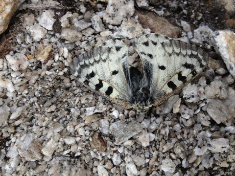 Parnassius smintheus (Rocky Mountain Parnassian), California species
