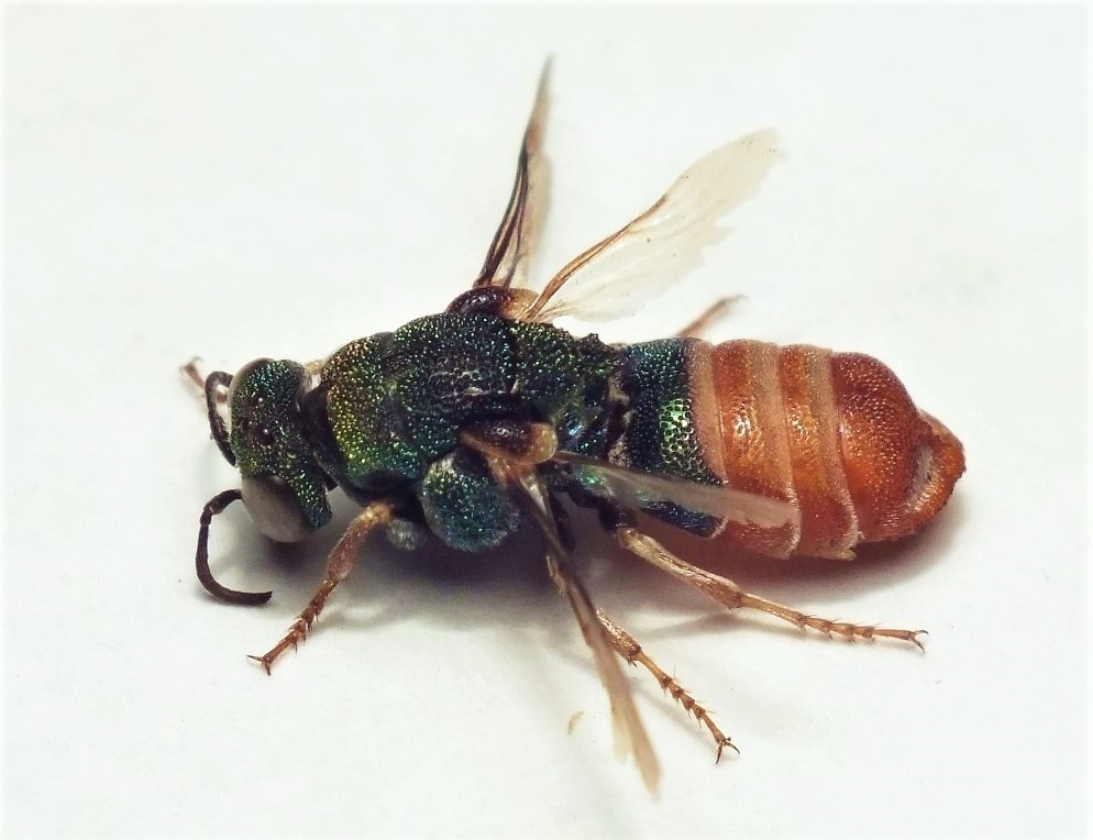 Parnopes borregoensis (Borrego Parnopes Cuckoo Wasp), California species