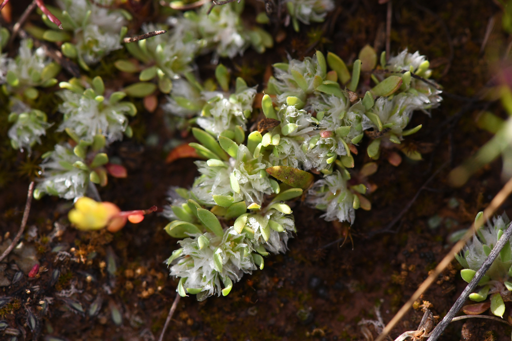 Paronychia ahartii (Ahart's nailwort), native California herb