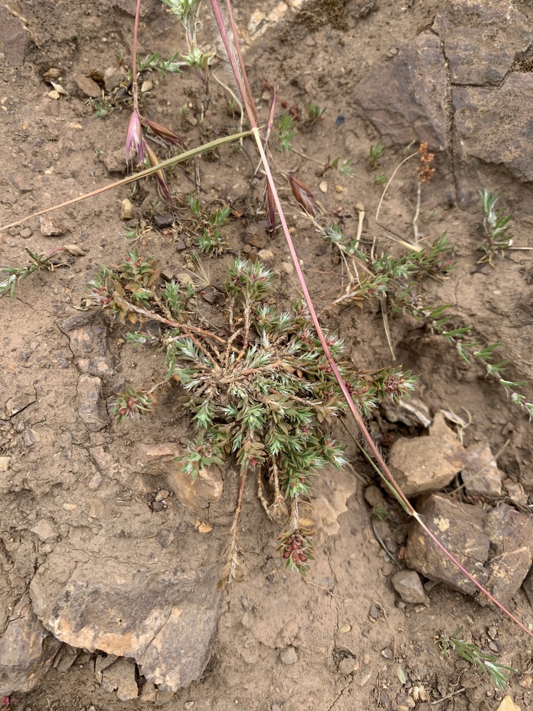 Paronychia franciscana (California whitlow wort), non-native California herb