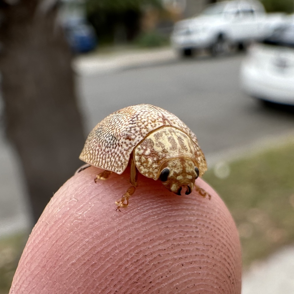 Paropsis atomaria (Dotted Paropsine Leaf Beetle), California species
