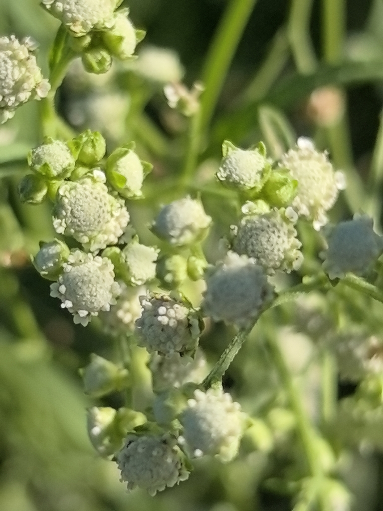 Parthenium hysterophorus (Santa maria), California herb