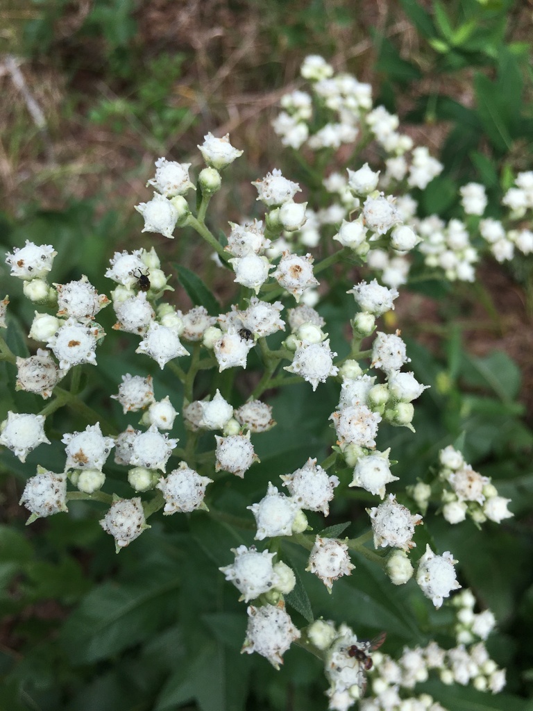 Parthenium sp. (Feverfew), California perennial