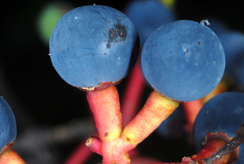 Parthenocissus inserta (Woodbine), native California shrub