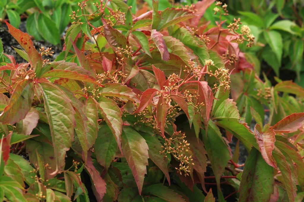 Parthenocissus sp. (Virginia creeper), native California shrub