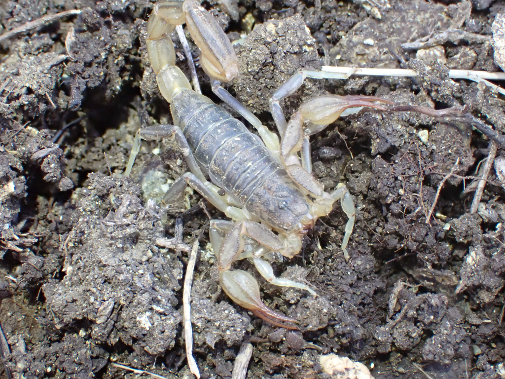 Paruroctonus silvestrii (California common scorpion), California species