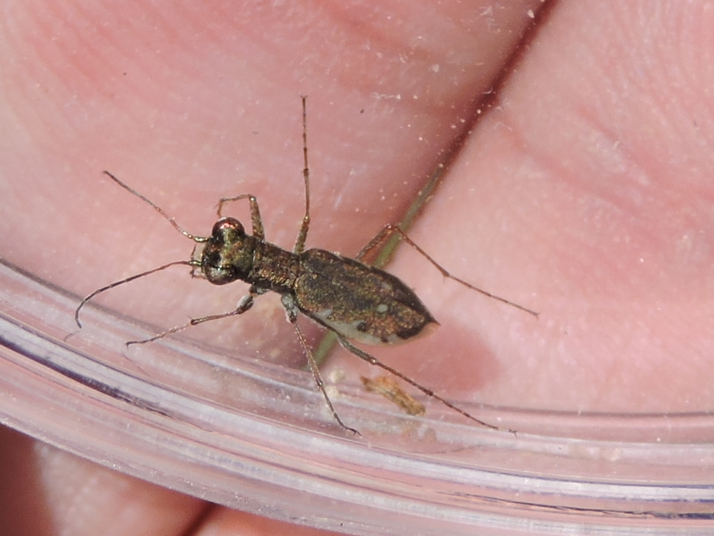 Parvindela lunalonga (Meadow Tiger Beetle), California species