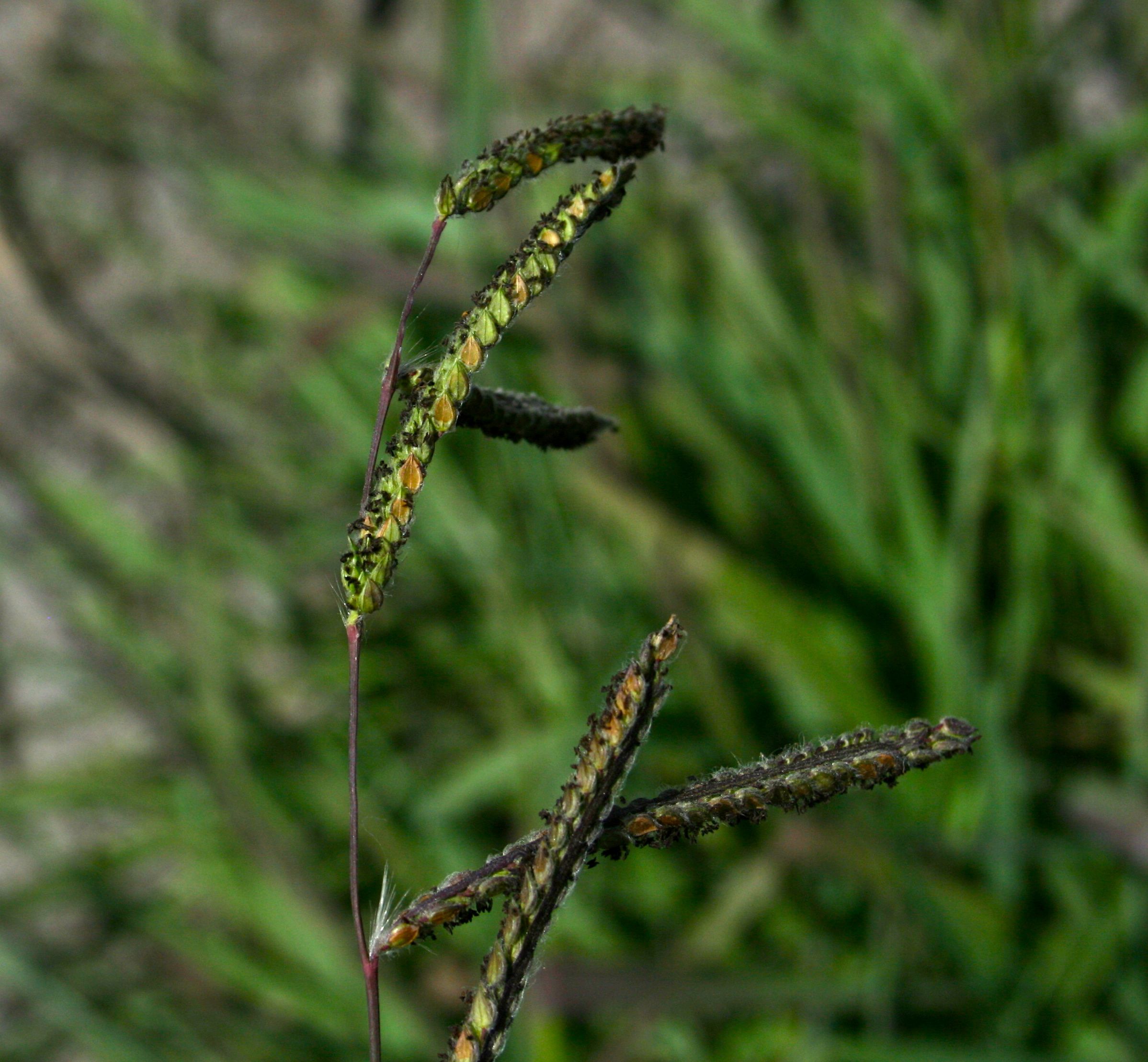 Paspalum dilatatum (Dallis grass), non-native California grass