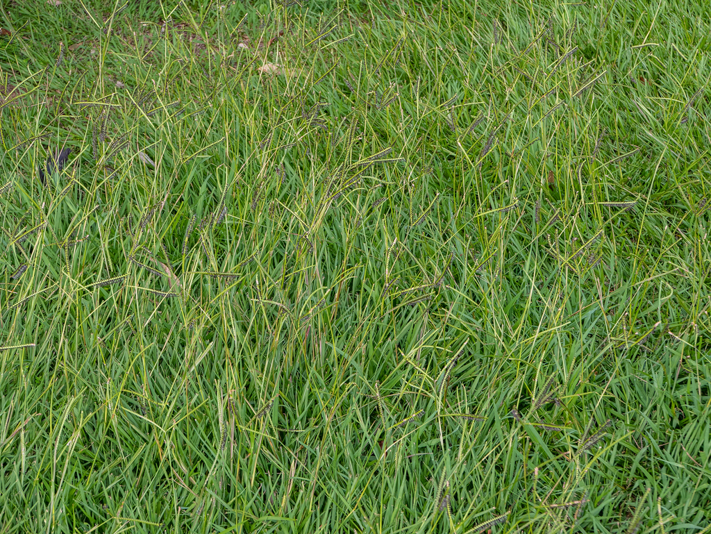Paspalum distichum (Knot grass), native California grass