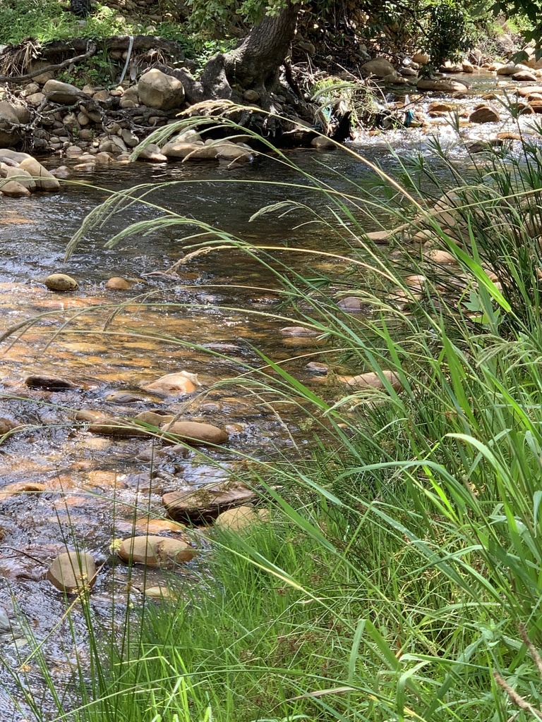 Paspalum urvillei (Vasey's grass), non-native California grass