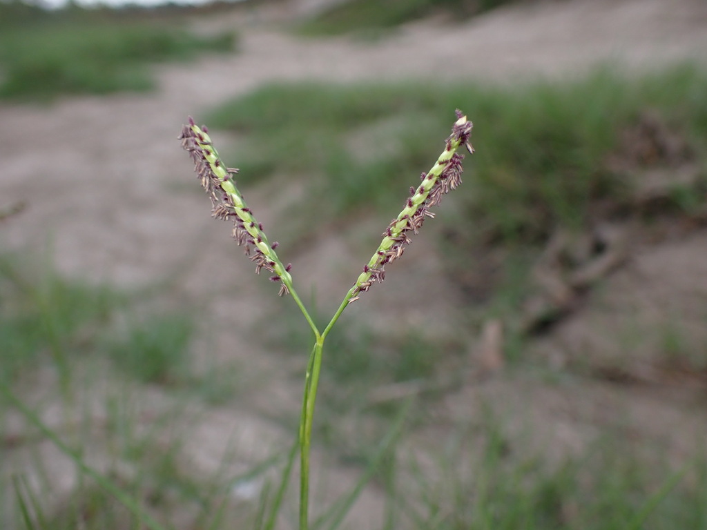 Paspalum vaginatum (Seashore paspalum), non-native California grass