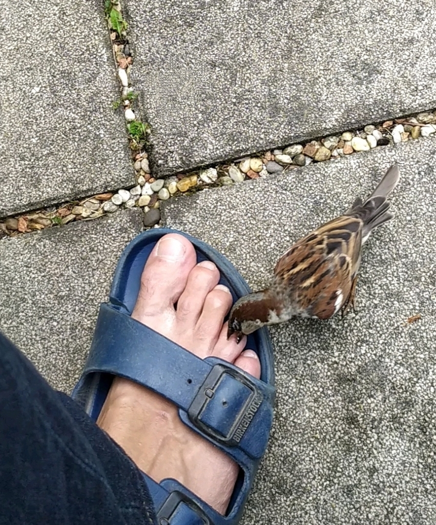 Passer domesticus (House Sparrow), California species