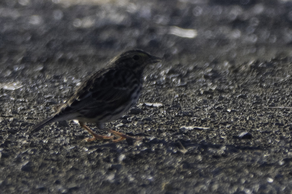 Passerculus sandwichensis alaudinus (Bryant's Savannah Sparrow), California species