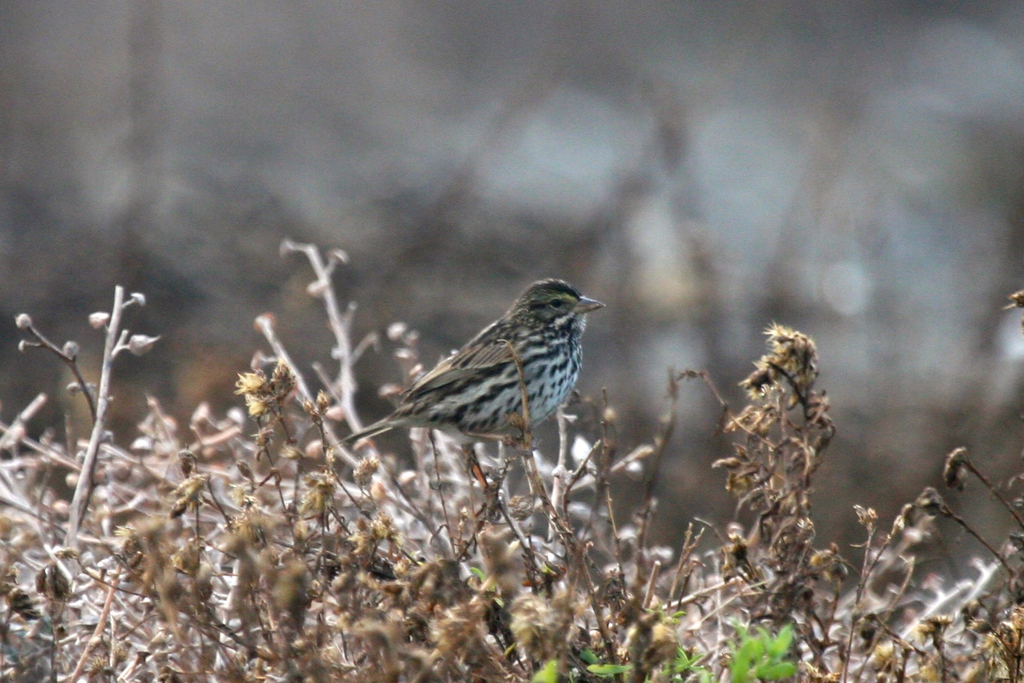 Passerculus sandwichensis beldingi (Belding’s savannah sparrow), California species