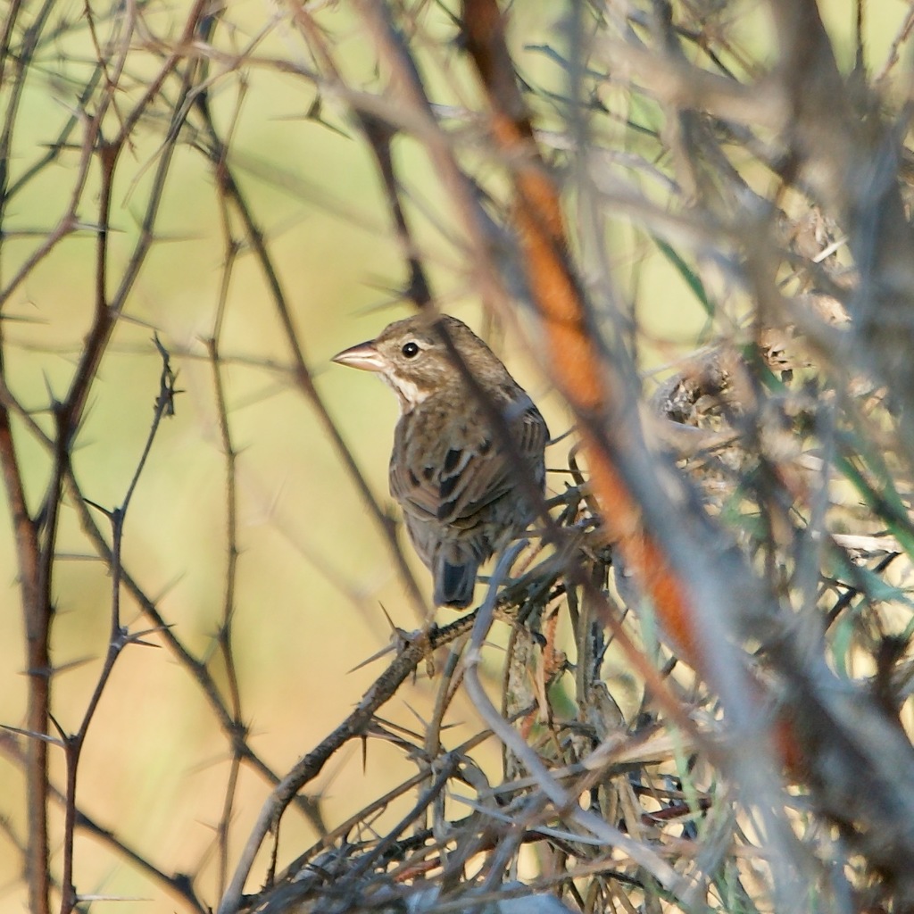 Passerculus sandwichensis rostratus (Large-billed Savannah Sparrow), California species