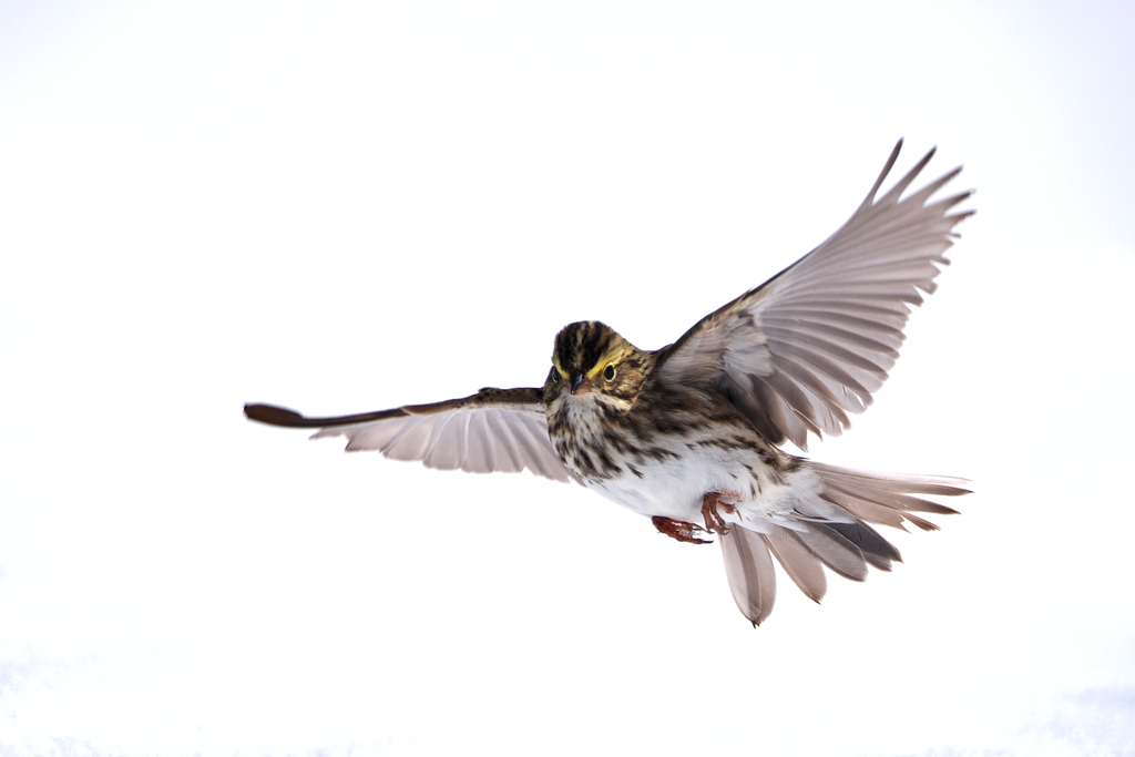 Passerculus sandwichensis (Savannah Sparrow), California species