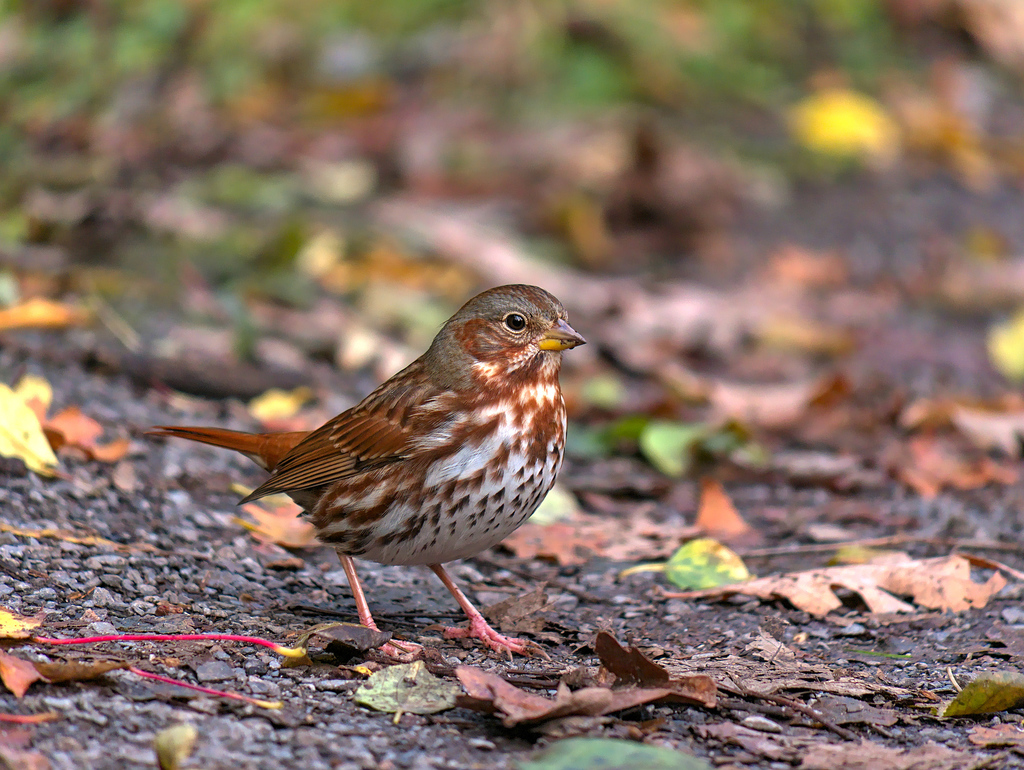 Passerella iliaca (Fox Sparrow), California species